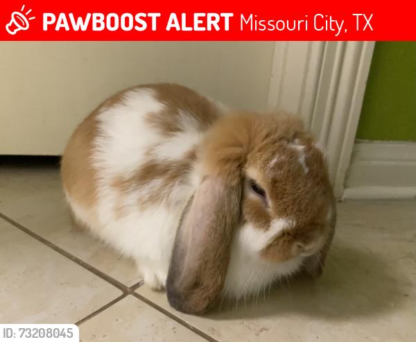 Lost Male Rabbit last seen Crown forest dr in emerald forest near Alyssa Ferguson elementary school, Missouri City, TX 77459