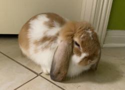 Lost Male Rabbit last seen Crown forest dr in emerald forest near Alyssa Ferguson elementary school, Missouri City, TX 77459