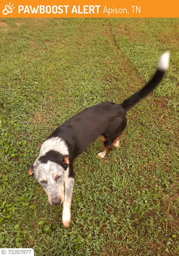 Found/Stray Male Dog last seen Blair Rd & Old Alabama Rd, Apison, TN, Apison, TN 37302