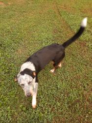 Found/Stray Male Dog last seen Blair Rd & Old Alabama Rd, Apison, TN, Apison, TN 37302