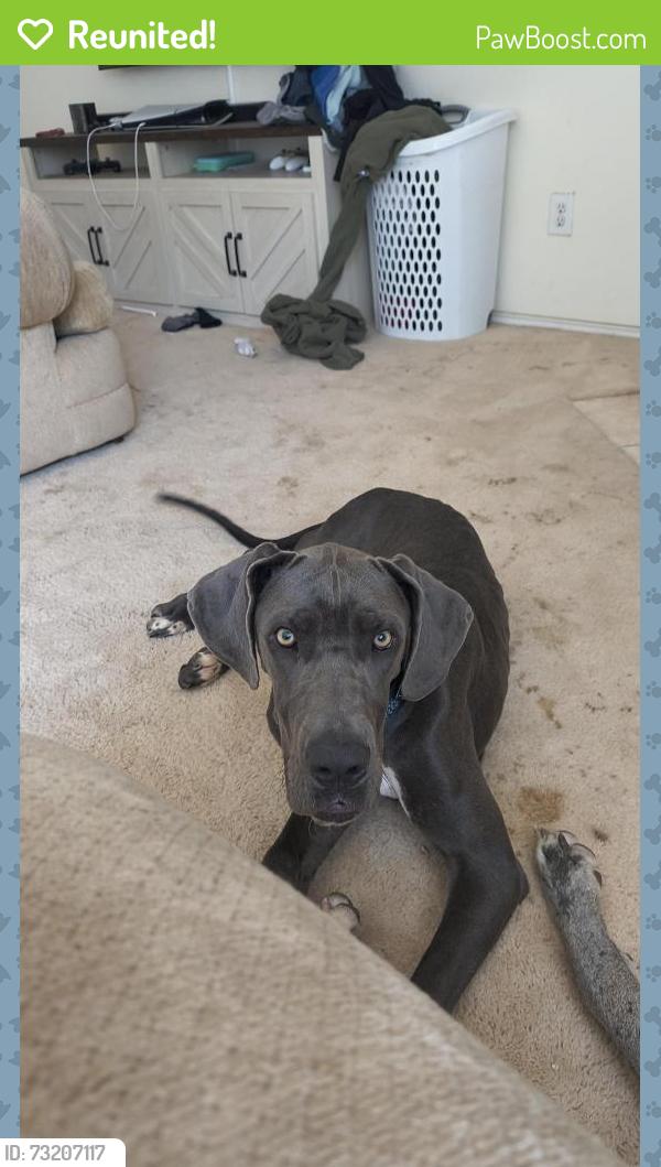 Reunited Female Dog last seen Cottage Creek, Rosenberg, TX 77469