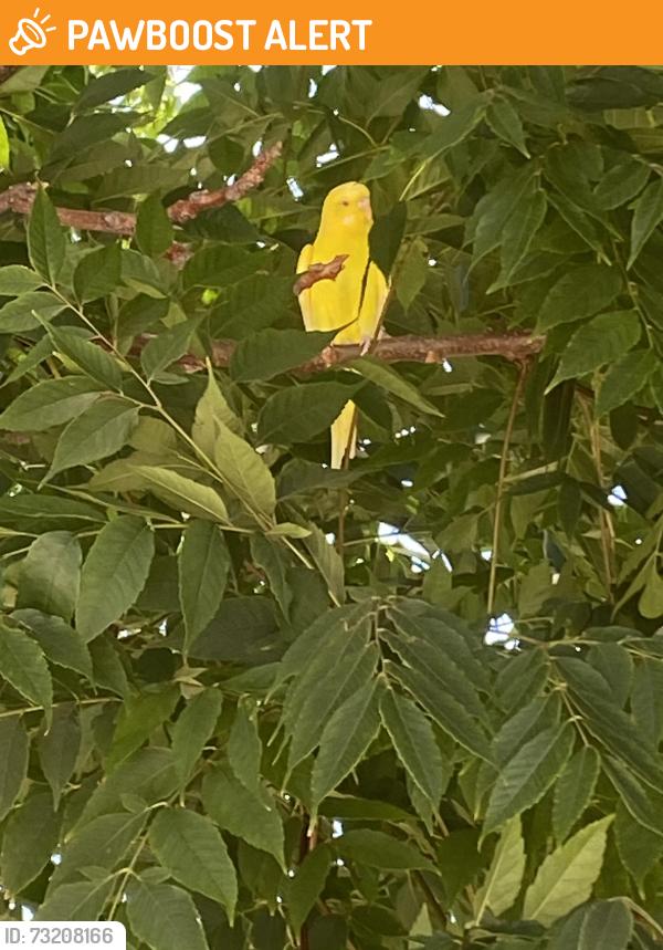 Found/Stray Unknown Bird last seen Chaumont/Alencon, Rancho Cucamonga, CA 91730