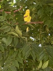 Found/Stray Unknown Bird last seen Chaumont/Alencon, Rancho Cucamonga, CA 91730