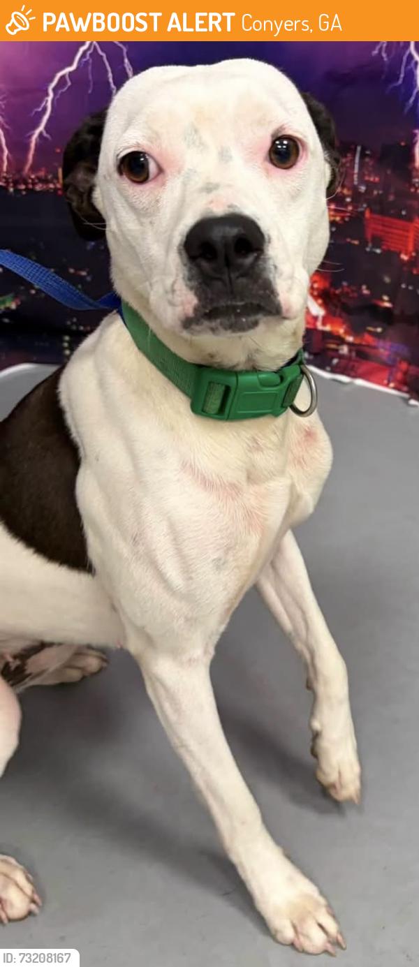 Found/Stray Female Dog last seen Located at Rockdale County Animal Service, 1506 Rockbridge Road, Conyers, GA 30012, Conyers, GA 30012