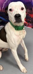 Found/Stray Female Dog last seen Located at Rockdale County Animal Service, 1506 Rockbridge Road, Conyers, GA 30012, Conyers, GA 30012