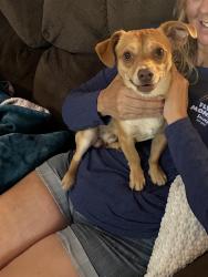Found/Stray Male Dog last seen Sierra and Adler Ave, Clovis, CA 93612