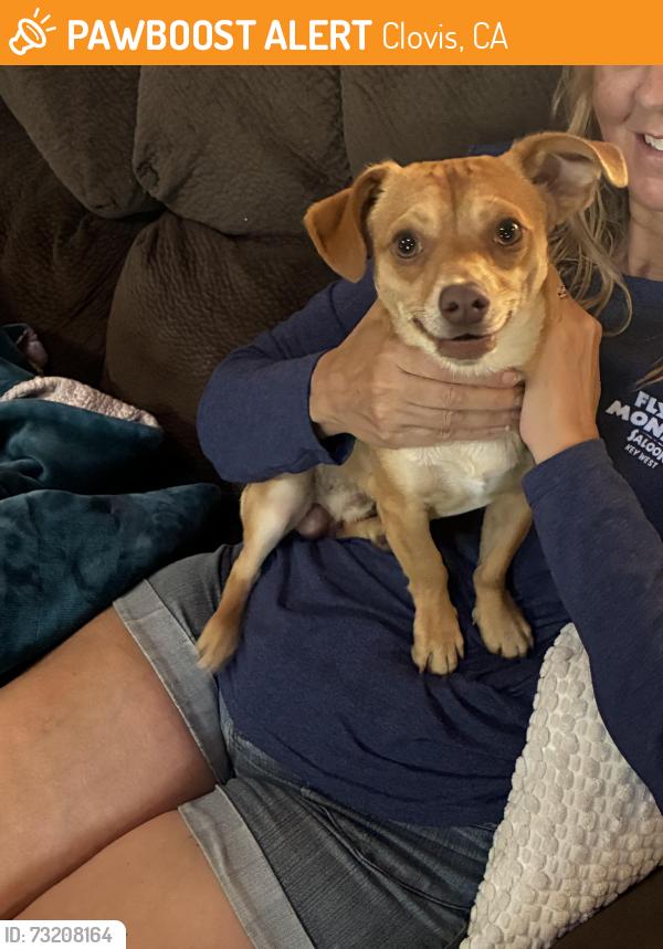 Found/Stray Male Dog last seen Sierra and Adler Ave, Clovis, CA 93612