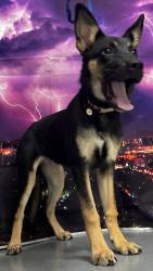 Reunited Female Dog last seen Located at Rockdale County Animal Service, 1506 Rockbridge Road, Conyers, GA 30012, Conyers, GA 30012