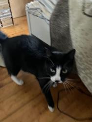 Reunited Male Cat last seen Corner of Lawrence and Nicoll, East Rock, New Haven CT, New Haven, CT 06511
