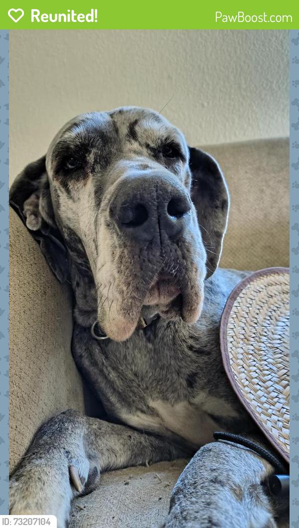 Reunited Female Dog last seen Cottage Creek, Rosenberg, TX 77469