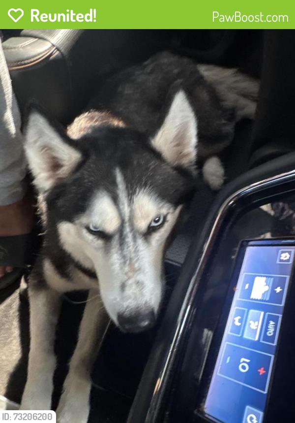 Reunited Female Dog last seen Grafton, Newark, NJ 07104