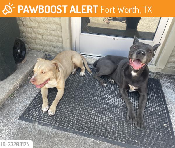 Found/Stray Female Dog last seen 377, Garza, Fort Worth, TX 76116