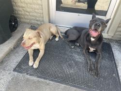 Found/Stray Female Dog last seen 377, Garza, Fort Worth, TX 76116