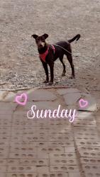 Lost Female Dog last seen Gonzalez and Anaya, Tijeras, NM 87059