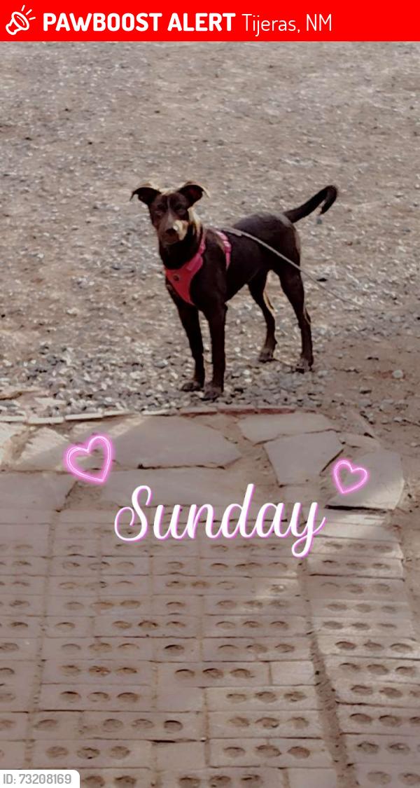 Lost Female Dog last seen Gonzalez and Anaya, Tijeras, NM 87059