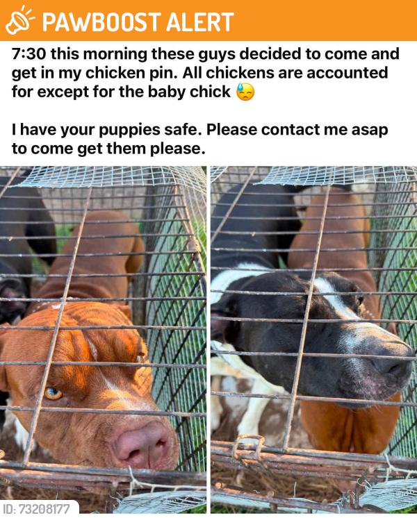 Found/Stray Male Dog last seen Lake bowen dam rd inman, Spartanburg County, SC 29349