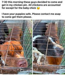 Found/Stray Male Dog last seen Lake bowen dam rd inman, Spartanburg County, SC 29349