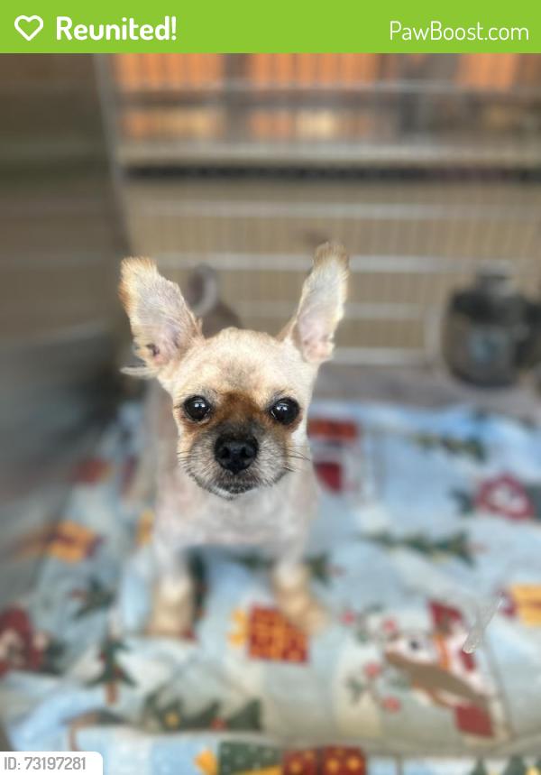Reunited Unknown Dog last seen Patterson, Lawrenceville, GA 30044