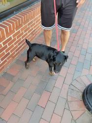 Reunited Male Dog last seen Eddyspark and kingstream drive, Herndon, VA 20170