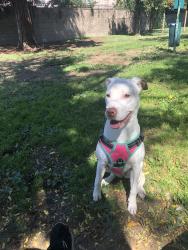 Reunited Female Dog last seen Near H St, Sparks, NV 89431, USA, Sparks, NV 89431