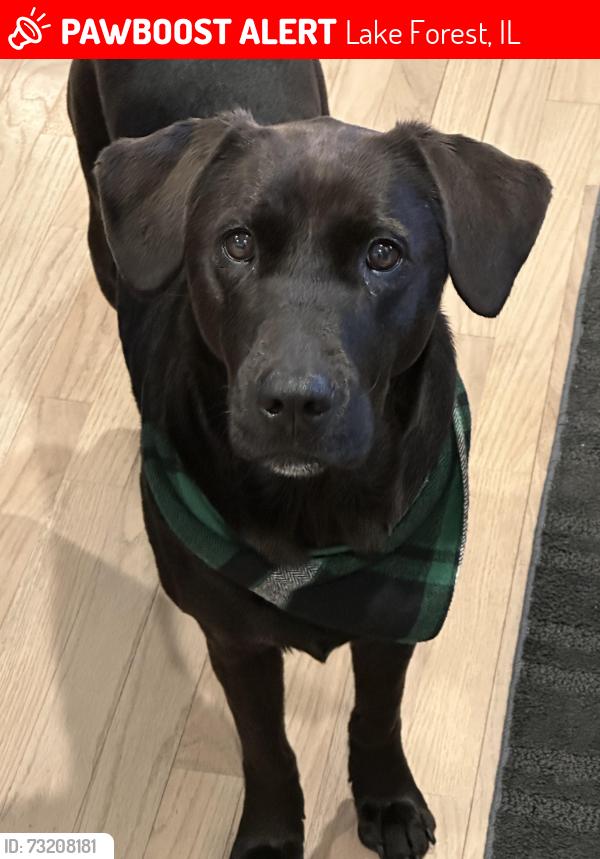 Lost Female Dog last seen Everett rd and old elm in lake forest, Lake Forest, IL 60045