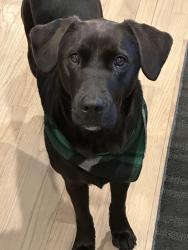 Lost Female Dog last seen Everett rd and old elm in lake forest, Lake Forest, IL 60045