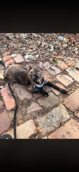 Lost Female Cat last seen Off hickory down town, Denton, TX 76201