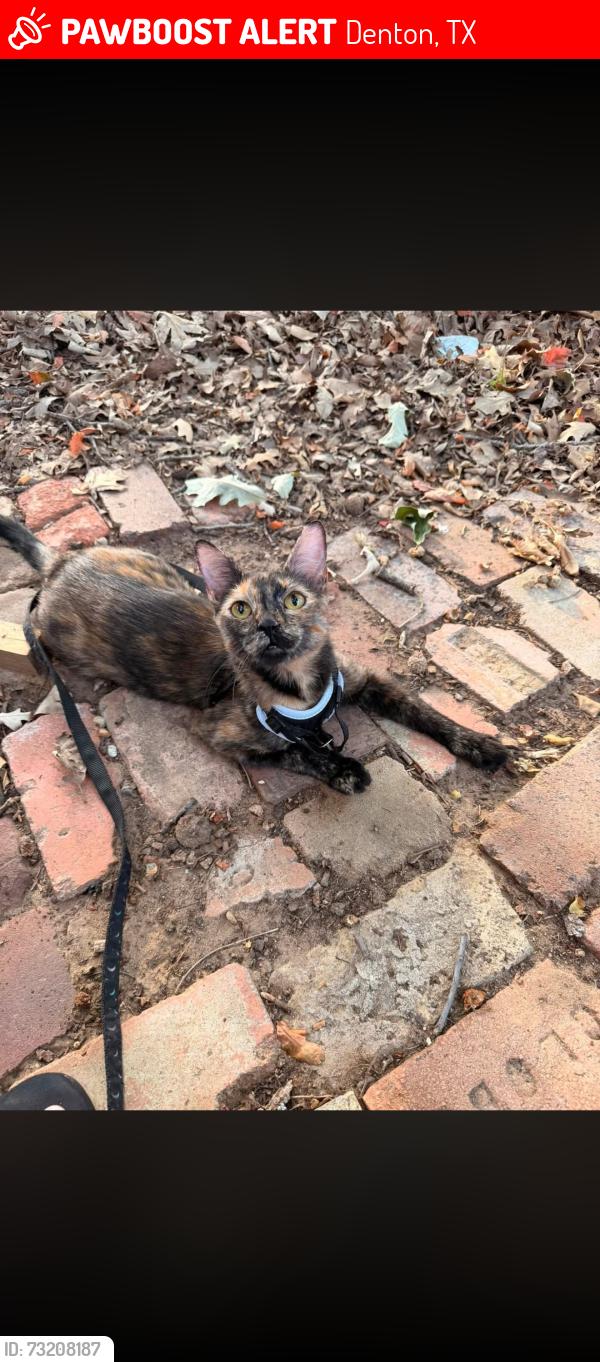 Lost Female Cat last seen Off hickory down town, Denton, TX 76201