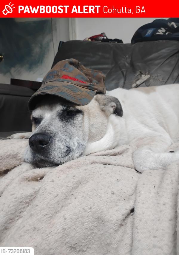 Lost Male Dog last seen Redclay rd.and dry valley rd., Cohutta, GA 30710