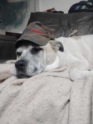 Lost Male Dog last seen Redclay rd.and dry valley rd., Cohutta, GA 30710