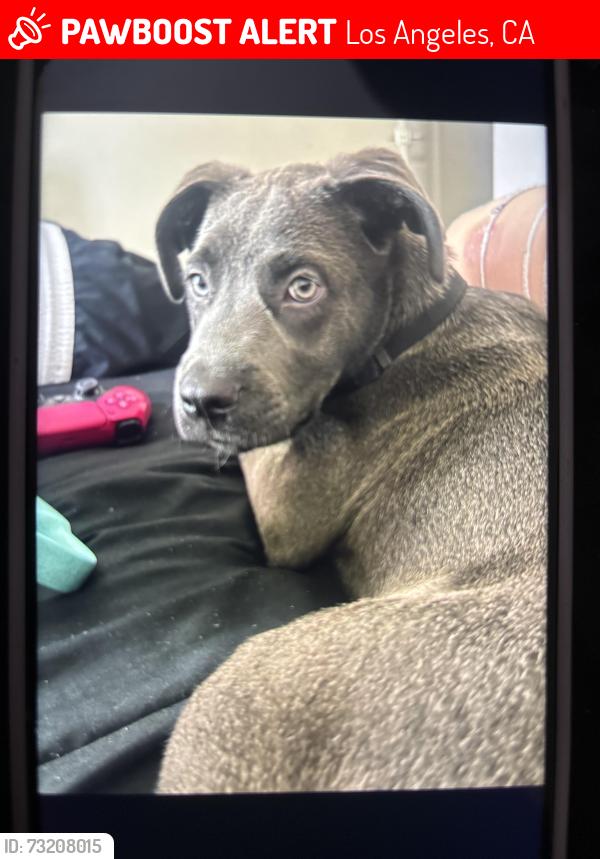 Lost Male Dog last seen Near Sylvia Ave Tarzana ca, Los Angeles, CA 91356