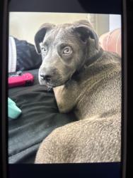 Lost Male Dog last seen Near Sylvia Ave Tarzana ca, Los Angeles, CA 91356