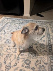 Lost Male Dog last seen Chateau and locust grove, Meridian, ID 83646