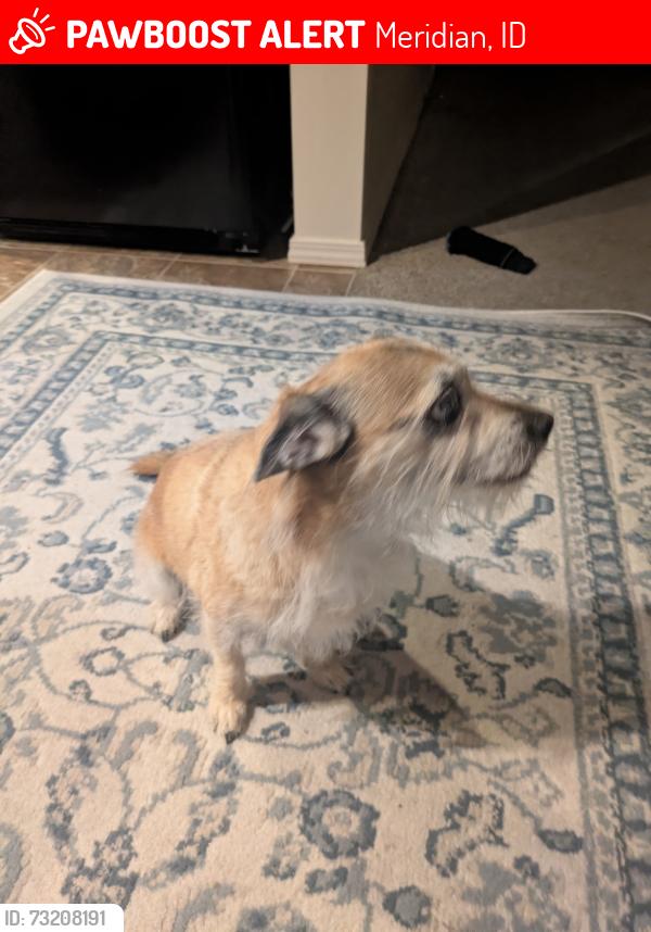 Lost Male Dog last seen Chateau and locust grove, Meridian, ID 83646