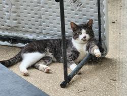 Reunited Male Cat last seen Sheridan Ridge s, Family Tree Nursery, Overland Park, KS 66212