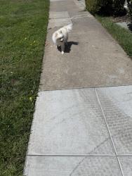 Reunited Male Dog last seen Juan Bautista Circle and Dia, San Francisco, CA 94132