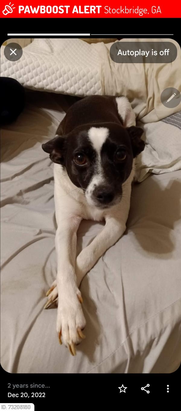 Lost Female Dog last seen East atl and belair, Stockbridge, GA 30281