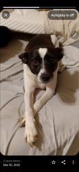Lost Female Dog last seen East atl and belair, Stockbridge, GA 30281