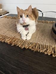 Lost Female Cat last seen Aurora Ct, Lake Elsinore, CA 92587