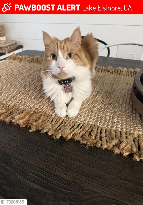 Lost Female Cat last seen Aurora Ct, Lake Elsinore, CA 92587