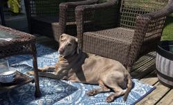 Reunited Female Dog last seen Port Washington, WI, USA, Port Washington, WI 53074