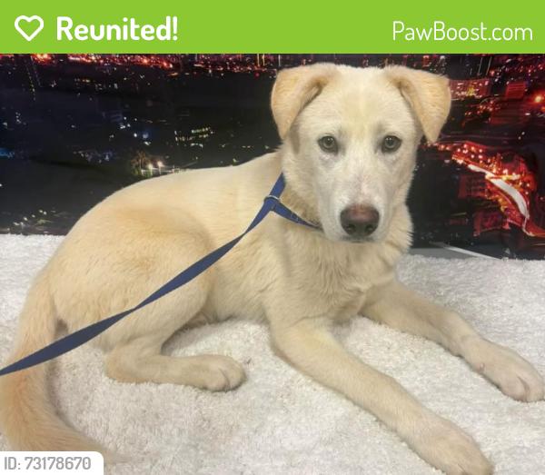 Reunited Unknown Dog last seen Located at Rockdale County Animal Service, 1506 Rockbridge Road, Conyers, GA 30012, Conyers, GA 30012