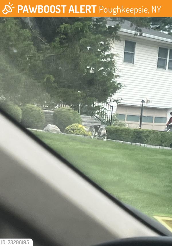 Found/Stray Unknown Dog last seen Bird lane, Poughkeepsie, NY 12603
