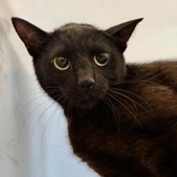 Shelter Stray Female Cat last seen Near Freeway Drive, Mount Vernon, WA, 18911 Kelleher Rd, Burlington, WA 98233, USA