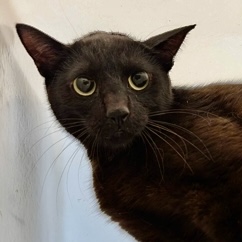 Shelter Stray Female Cat last seen Near Freeway Drive, Mount Vernon, WA, 18911 Kelleher Rd, Burlington, WA 98233, USA