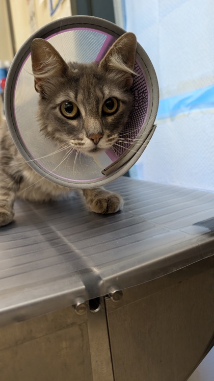 Shelter Stray Female Cat last seen Near Bassett St. Sedro Woolley, Sedro-Woolley, WA, 18911 Kelleher Rd, Burlington, WA 98233, USA