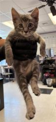 Shelter Stray Male Cat last seen Near Paseo del mar dr, COUNTY of El Paso, TX, 5001 Fred Wilson Ave, El Paso, TX 79906, USA