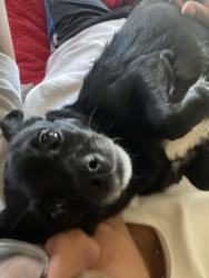 Reunited Female Dog last seen Near Avenue B., Snohomish, WA 98290