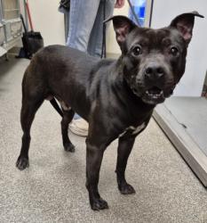 Shelter Stray Male Dog last seen Millville Ave, Hamilton, OH, 1820 Princeton Rd, Hamilton, OH 45011, USA