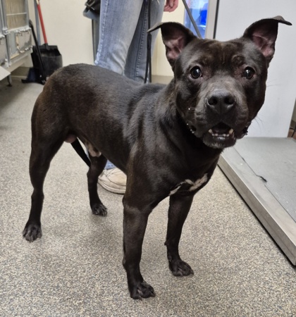 Shelter Stray Male Dog last seen Millville Ave, Hamilton, OH, 1820 Princeton Rd, Hamilton, OH 45011, USA